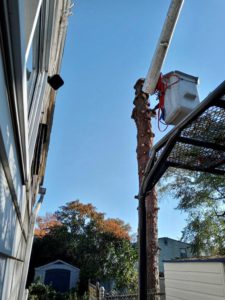 Tree Service in Edison,NJ on Schuyler Dr