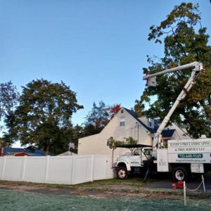Tree Service in Piscataway,NJ on Poe Pl