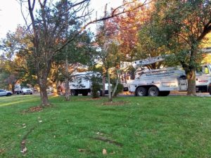 Tree Service in Piscataway,NJ on Overbrook Rd