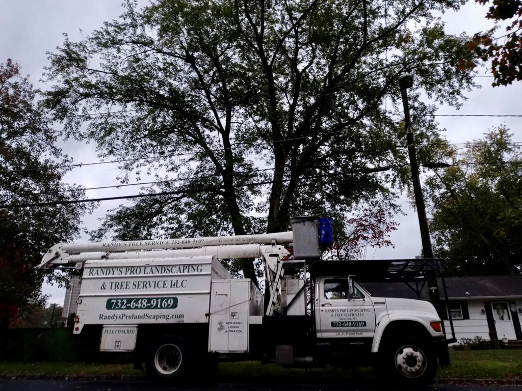 Tree Service Job in Piscataway