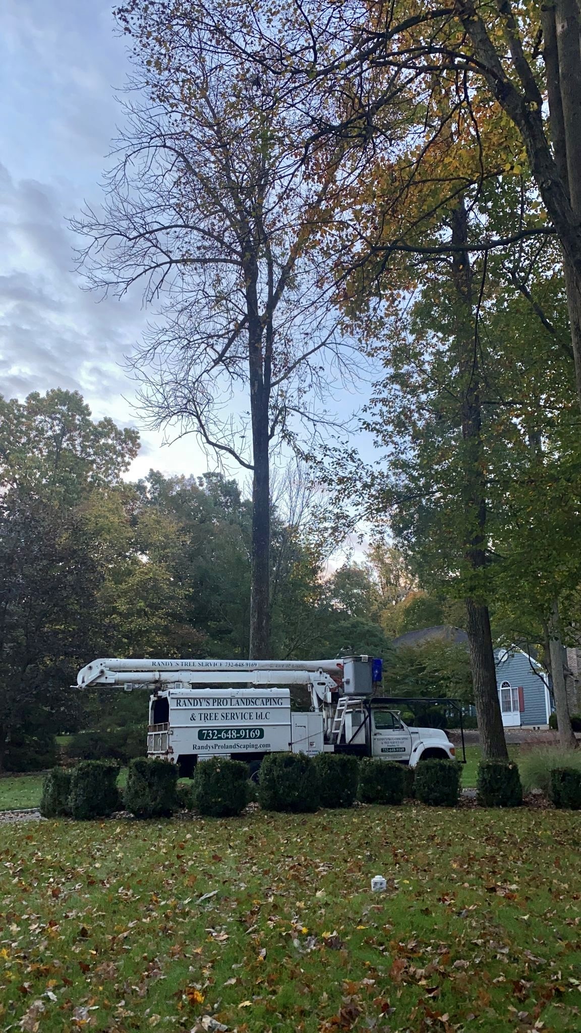 Tree Service Job in Somerville