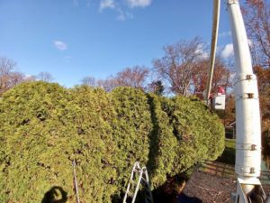 Tree Service in Piscataway,NJ on Haywood Ave