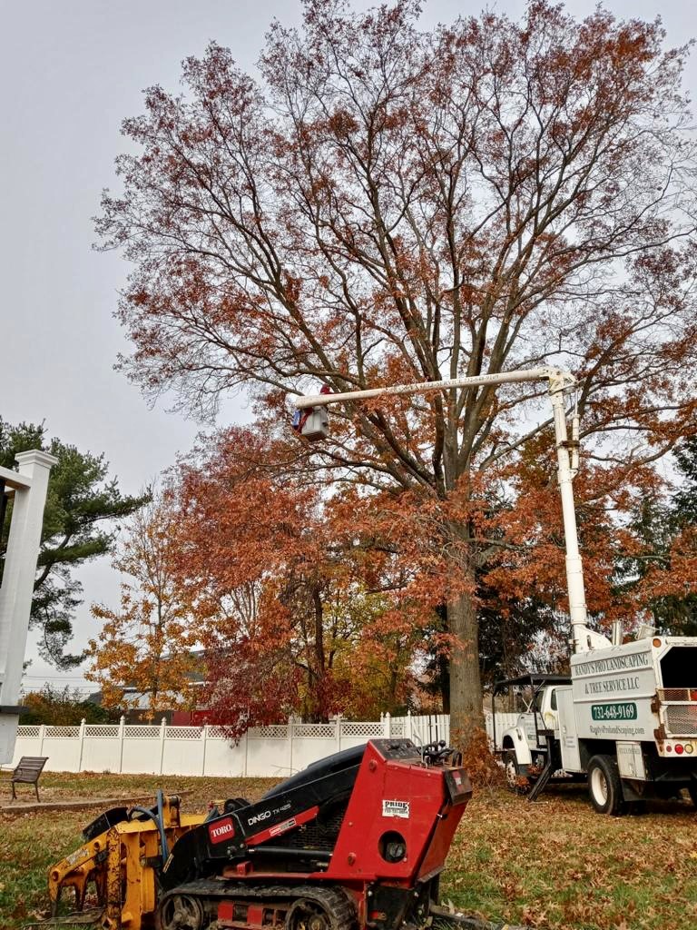 Tree Service in Piscataway,NJ on Seymour Terrace