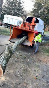 Tree Service in Princeton,NJ on Carson Rd