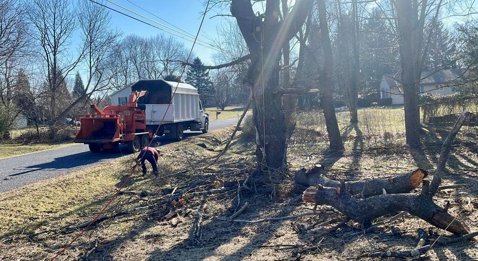 Tree Service in Ringoes,NJ on Iron Horse Dr