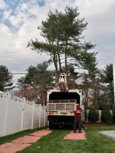 Tree Service in Somerset,NJ on Flower Rd