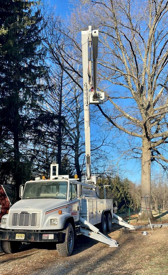 Tree Service Job in Somerville