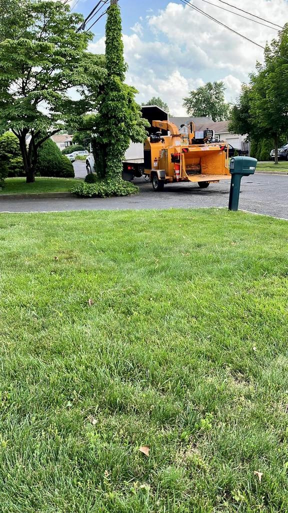 Tree Service Job in Piscataway