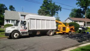 Tree Service in Piscataway,NJ on Sefton Cir