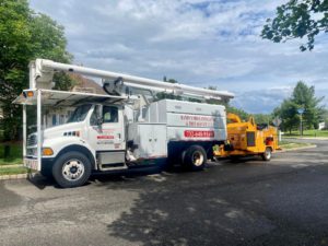 Tree Service in Somerset,NJ on Virginia Ct