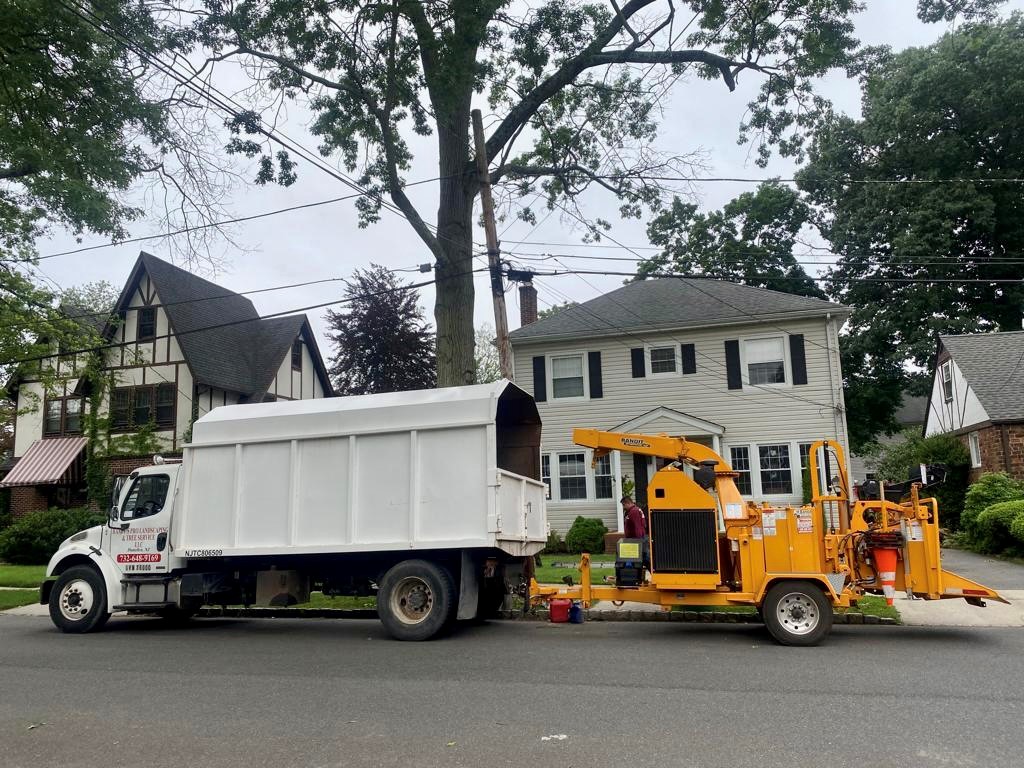 Tree Service Job in