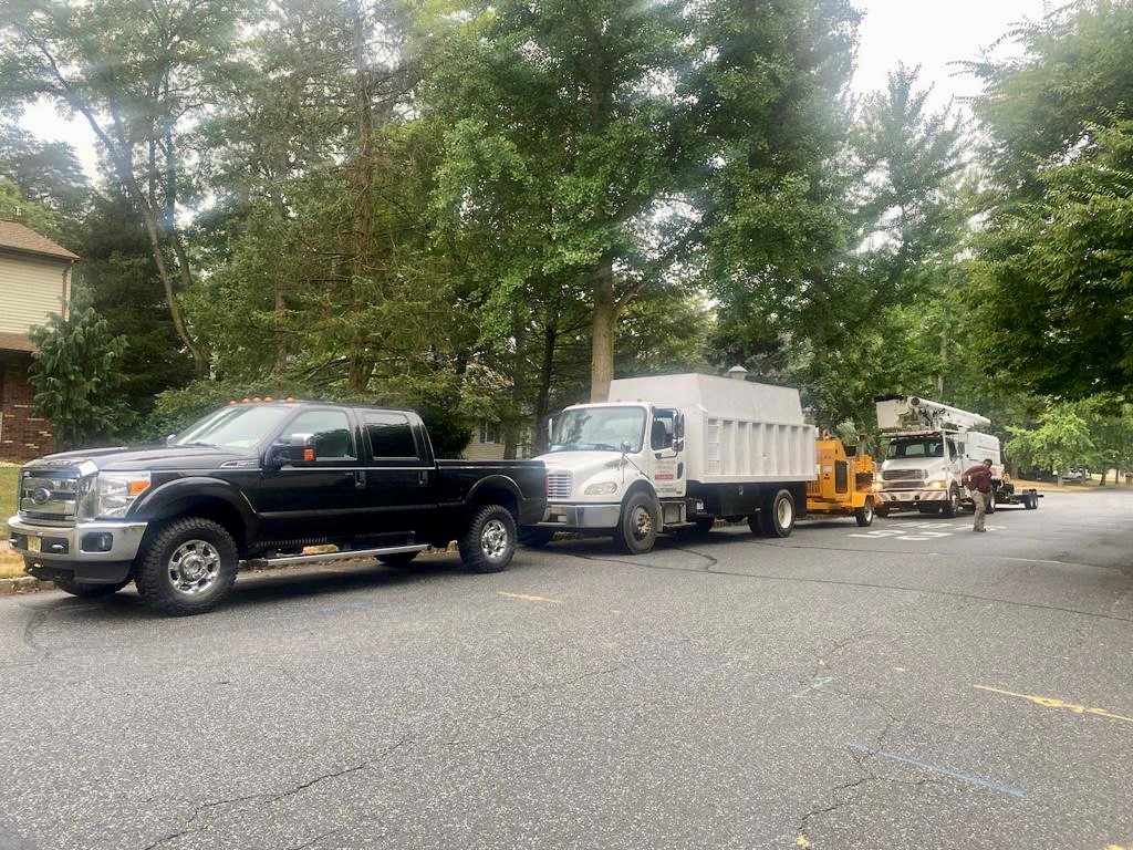 Tree Service Job in East Brunswick