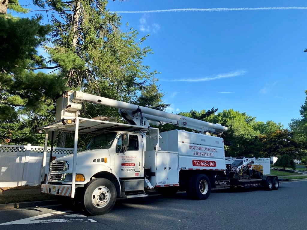 Tree Service in Edison,NJ on Warwick Rd