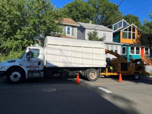 Tree Service in Maplewood,NJ on Prospect St