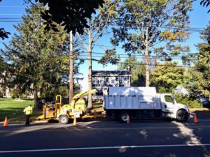 Tree Service Job in Pennington