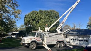 Tree Pruning in Piscataway,NJ on Rivercrest Dr