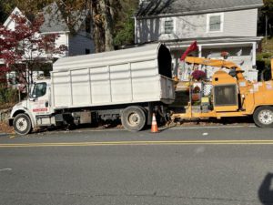 Tree Service Job in High Bride