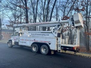 Tree Service Job in Branchburg