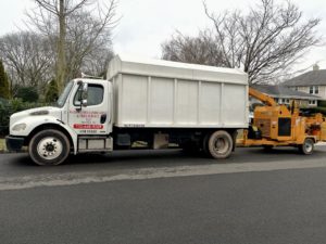 Tree Service Job in Somerville