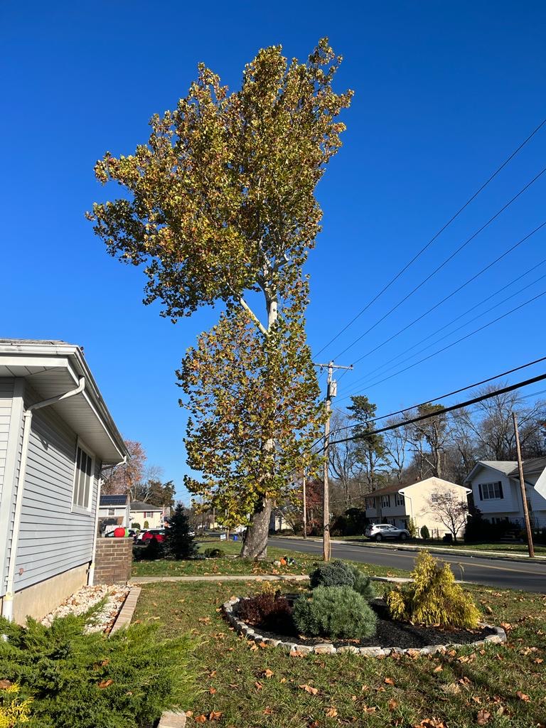 Tree Service in Spotswood,NJ on Brunswick Ave