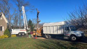 Tree Service Job in Warren