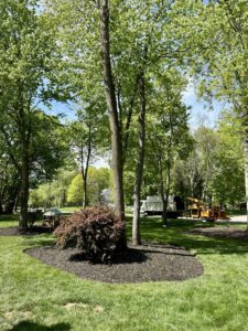 Tree Service in Bridgewater,NJ on Plymouth Rd