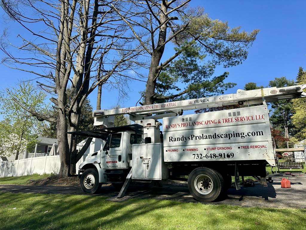 Tree Service Job in High Bride