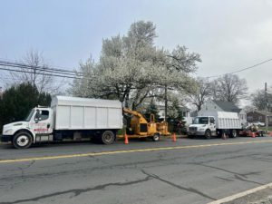 Tree Service in Middlesex,NJ on Lincoln Blvd