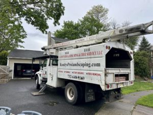 Tree Removal in Middlesex,NJ on Kalman Ct