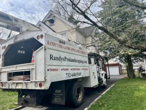 Tree Service in Springfield,NJ on Tooker Ave