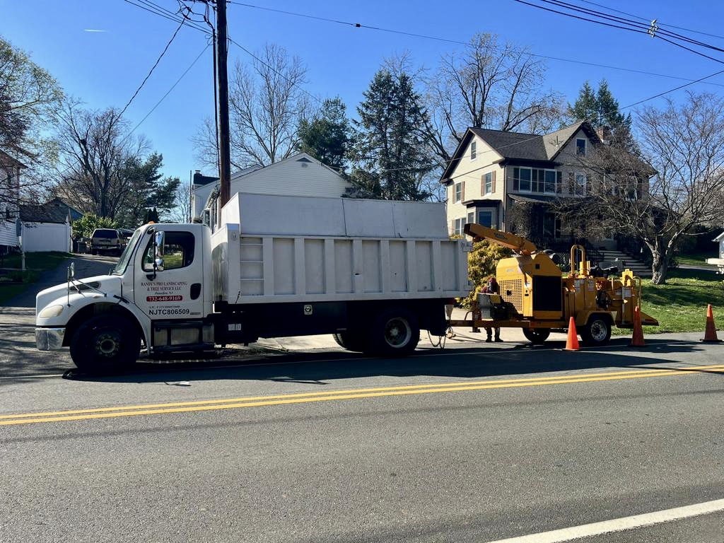 Tree Service Job in Three Bridges