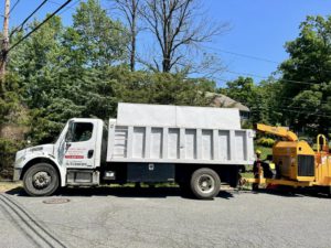 Tree Service in Bridgewater,NJ on Barbara Dr