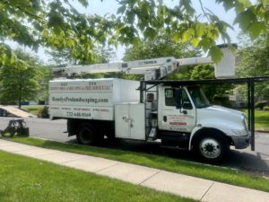 Tree Service in Hillsborough,NJ on Burniston Ct