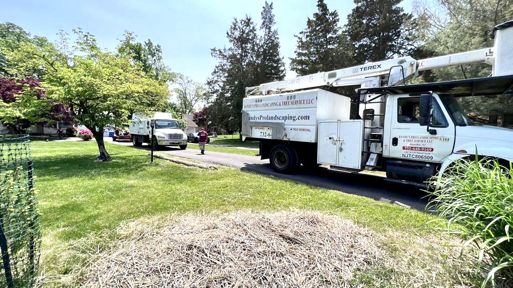 Tree Service in Somerset,NJ on Demott Ln