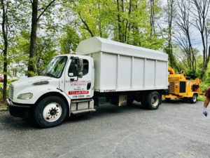 Tree Service in Springfield,NJ on Hillside Ave