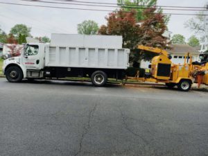 Tree Service in Edison,NJ on Calvert Ave E