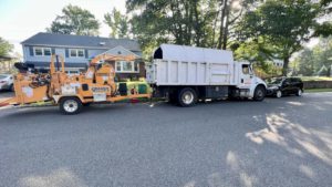 Tree Service in Fanwood,NJ on 2nd St