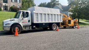 Tree Removal in Martinsville,NJ on Blazier Rd