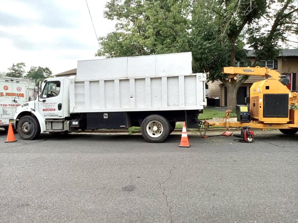 Tree Pruning in Middlesex,NJ on Weiss Dr