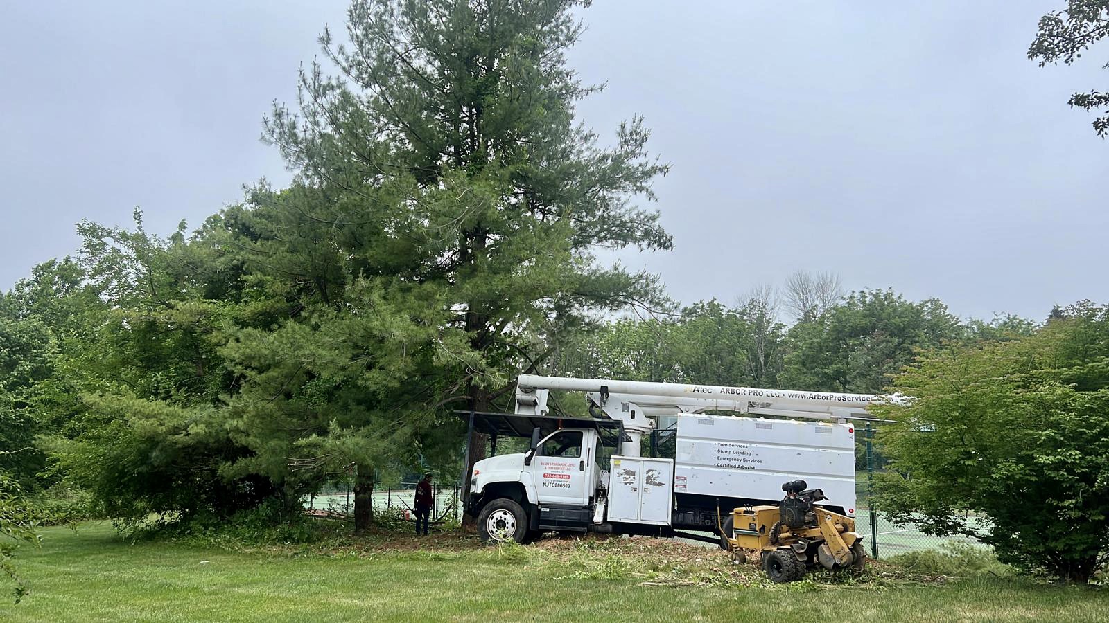 Tree Service Job in Warren