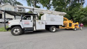 Tree Service in Colonia,NJ on Berkley Ave