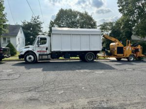 Tree Service in Middlesex,NJ on Sherman Ave