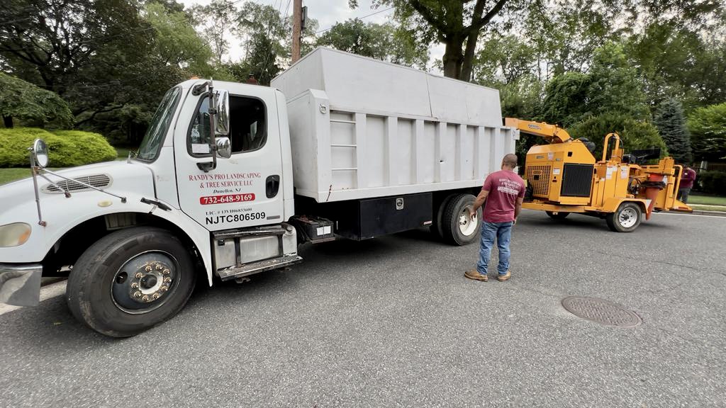 Tree Service Job in Warren