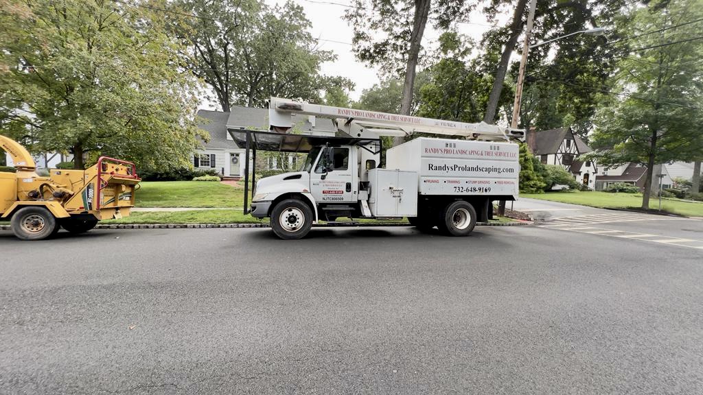 Tree Service Job in Westfield