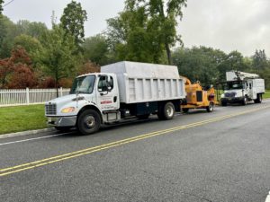 Tree Service in Martinsville,NJ on Washington Valley Rd