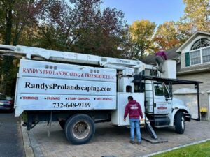 Tree Service Job in Colonia on Gaywood Ave