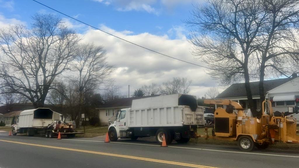 Tree Service Job in Piscataway on Washington Avenue