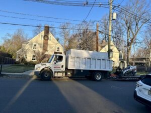 Tree Service Job in Westfield on Sinclair Place