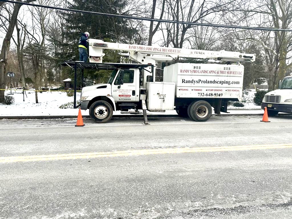 Tree Service Job in Edison on Plainfield Ave