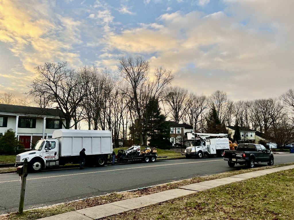 Tree Service Job in Somerset on New Brunswick Road